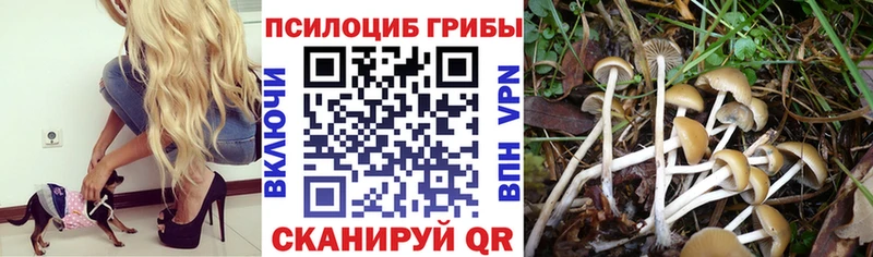 Псилоцибиновые грибы Psilocybe  Лиски 
